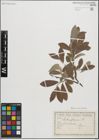 Foto von Salix glauca L.